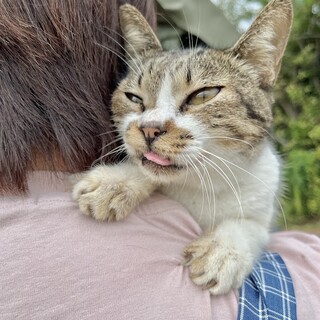 抱っこ大好き！超甘えん坊の猫