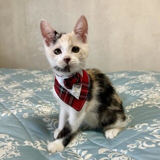 仲良し三毛サビ姉妹♪やくみちゃん