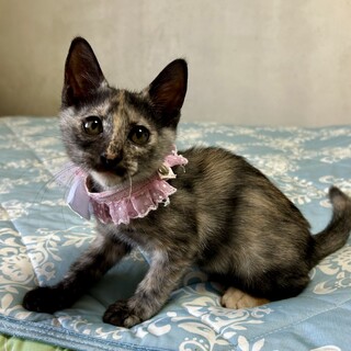 仲良し三毛サビ姉妹♪やっこちゃん