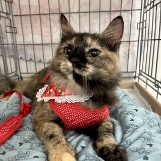 お留守番大丈夫☆人馴れ抜群な半長毛サビ♪渚ちゃん