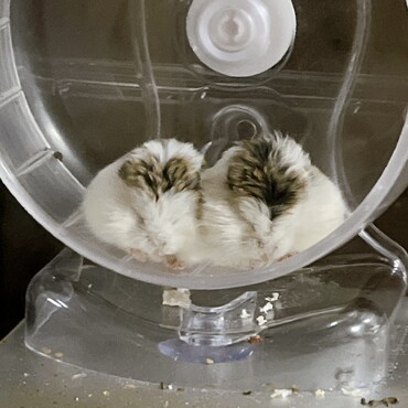 ちびたちの写真