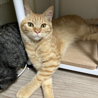 可愛いお顔の茶トラくん