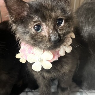 黒スモーク猫の女の子