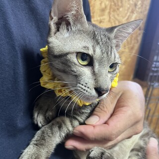 里親決定★サバトラ猫ジタバタ君