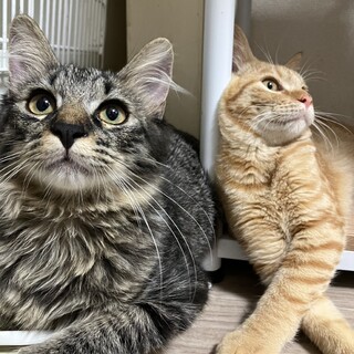 【お話中により一時停止中】長毛のキジトラくん♪