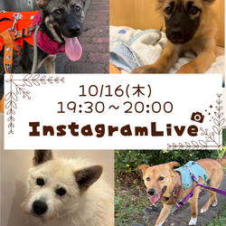 インスタライブ from 生駒譲渡センター