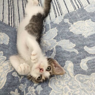 慣れ慣れきじしろ子猫♂