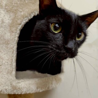 甘えん坊なおしゃべり黒猫男子♡　アネラ♂