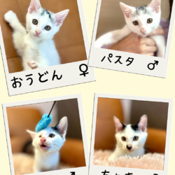 子猫とチワワの店内譲渡会 サムネイル2