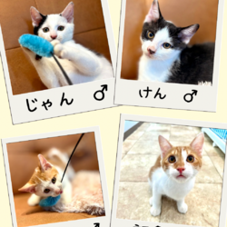 子猫とチワワの店内譲渡会 サムネイル3