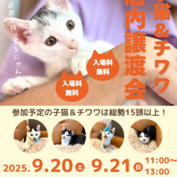 子猫とチワワの店内譲渡会