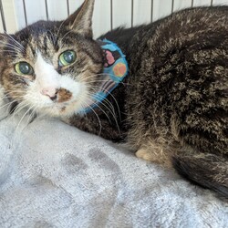 もなか君の点滴