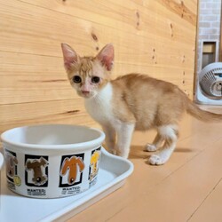 in岡崎市☆子猫もいっぱい☆猫達を暖かいオウチに迎えよう2025年9月20日（土）ちーむにゃいんず サムネイル1