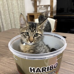 in岡崎市☆子猫もいっぱい☆猫達を暖かいオウチに迎えよう2025年9月20日（土）ちーむにゃいんず サムネイル3