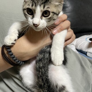 キジ白四兄妹♡キョウコちゃん