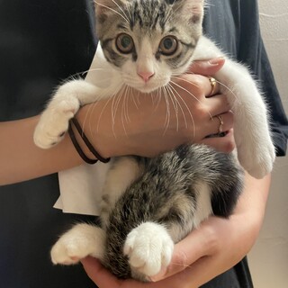 キジ白四兄妹♡セイコちゃん