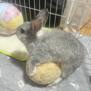 2025年5月生まれ元気な男の子うさぎ