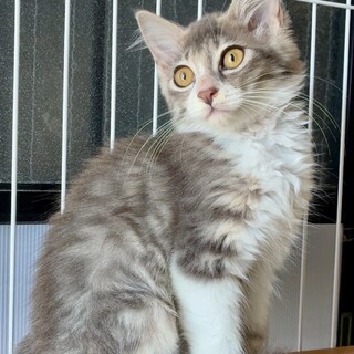 3ヶ月　長毛　可愛い女の子！