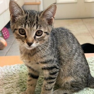 人も猫も大丈夫！3ヶ月の元気な女の子