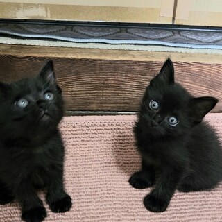 やんちゃでとても元気な生後2ヶ月の黒猫の男の子♡