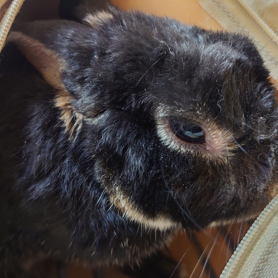 くろのカバー写真