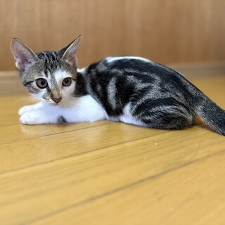 6/14生まれの子猫たちとママ猫ボニ子1歳