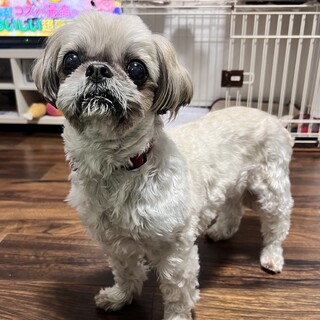 12歳：シーズー女の子????꙳.*【急募】