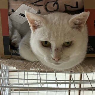 愛されたい白猫ちゃん