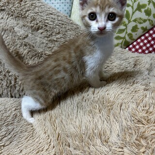 《トライアル決定》茶白　メス　