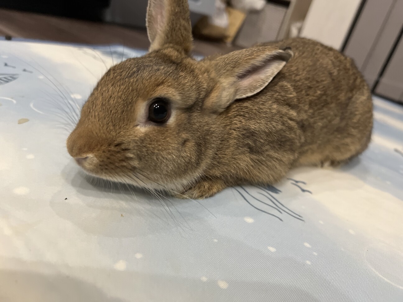 ミニうさぎ 2025年6」広島県 - 小動物の里親募集(525657) :: ペット