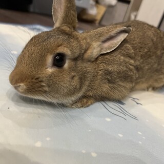 ミニうさぎ 2025年6」広島県 - 小動物の里親募集(525657) :: ペット