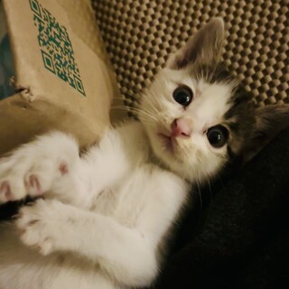 400g推定3週間のオス猫