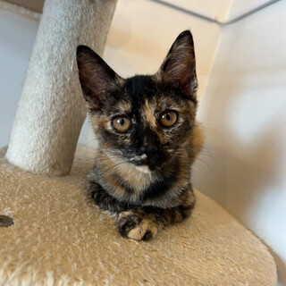 ゲキ可愛い！サビ姉妹カカちゃん