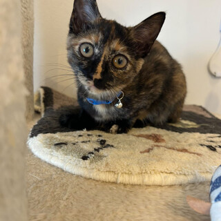 おっとり、膝のり大好き可愛いサビ姉マカちゃん