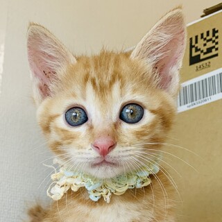 ⑦急募！知覧茶　おっとり　茶トラの男の子