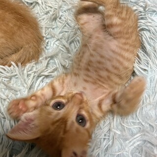 スーパー陽キャ甘えん坊イケメン約1ヶ月半