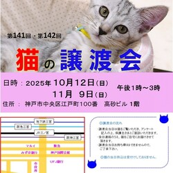 猫の譲渡会in神戸三宮 ¨ 猫のミーナ ¨