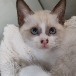 猫の譲渡会in神戸三宮 ¨ 猫のミーナ ¨ サムネイル2