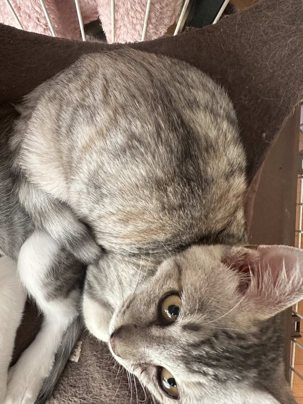 ♡ねむり猫様確認ページ♡ 楽天市場】＼最大2000円OFFクーポン／ 【ブランド公式