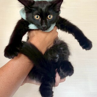 ちょっとビビリな男の子　キルトくん