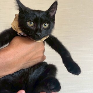 運動神経の良い女の子　クーちゃん