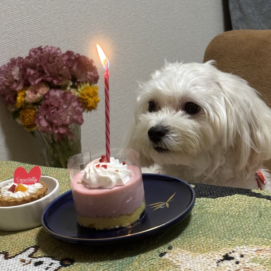 ネネのカバー写真