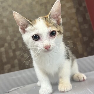 人慣れ◎可愛い三毛猫‪‪❤︎‬わこちゃん.2ヶ月