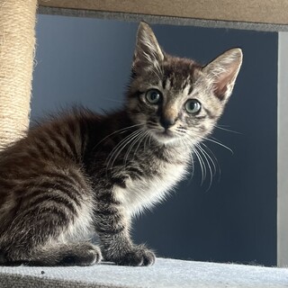 誰よりも甘えん坊のキジトラ恵君❤︎2ヶ月半