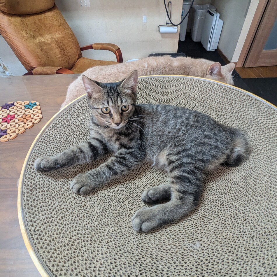 こはくのカバー写真