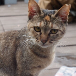 人懐っこい6ヶ月女の子