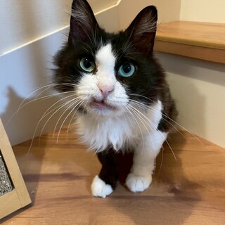 10/26百済山長栄寺譲渡会参加ハチワレ長毛女子