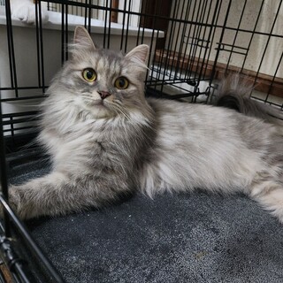 サイベリアンの2歳の女の子」群馬県 - 猫の里親募集(525669) :: ペット