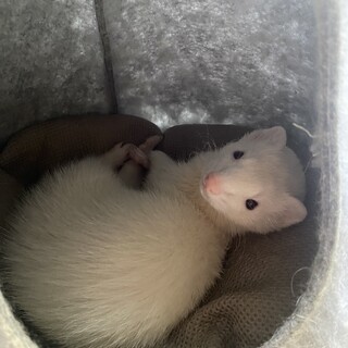 2匹の愉快なフェレット