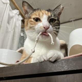 人懐っこく甘えん坊で可愛すぎる